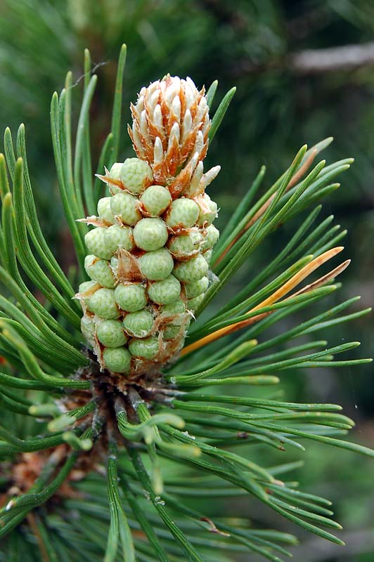 Pinus mugo / Pino mugo